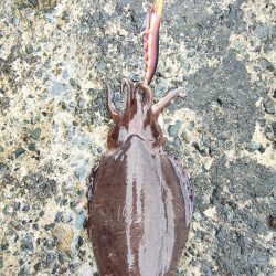 墨族　一本勝負