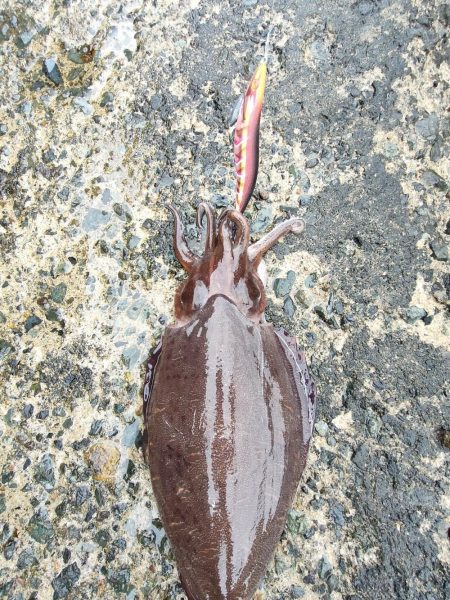 墨族　一本勝負