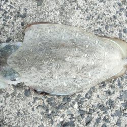 うん〜紋甲イカ