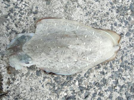 うん〜紋甲イカ