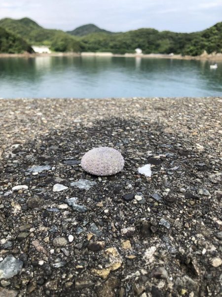 ライトロックフィッシング#1