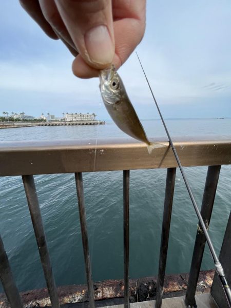 アジ回遊渋め②