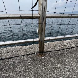 こサバマシマシ。人マシマし