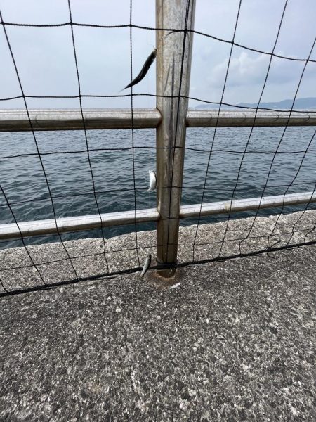 こサバマシマシ。人マシマし