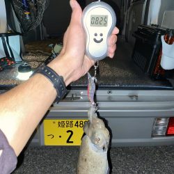 深夜のコウイカ釣り