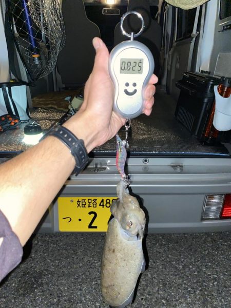 深夜のコウイカ釣り