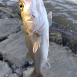 ぎりぎりハネ～6月ようやくシーバスが釣れた