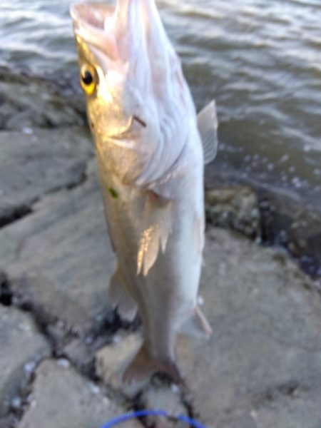 ぎりぎりハネ～6月ようやくシーバスが釣れた