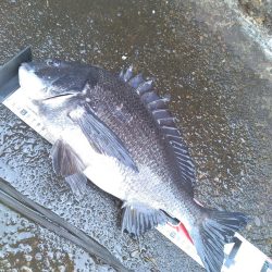 チヌ釣り
