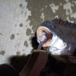 2023/05/31 南港ヘチ釣り釣行