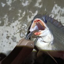 2023/06/04 南港ヘチ釣り釣行