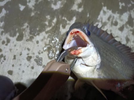 2023/06/04 南港ヘチ釣り釣行