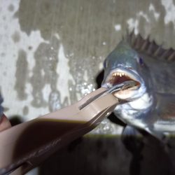 2023/06/05 南港ヘチ釣り釣行