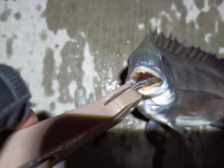 2023/06/05 南港ヘチ釣り釣行