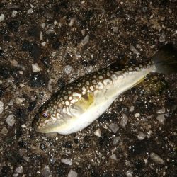 前回よりは良き