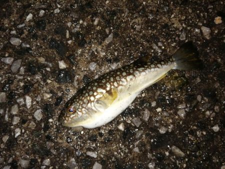 前回よりは良き