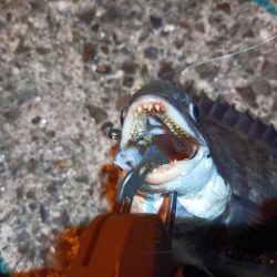 2023/06/09 南港ヘチ釣り釣行