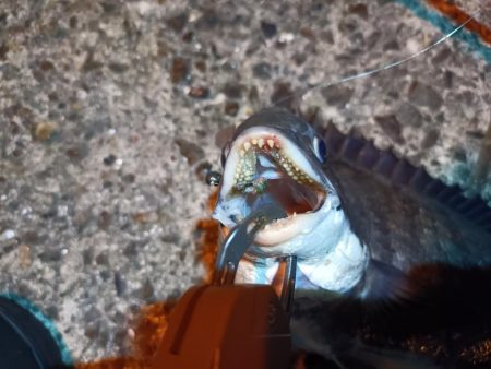 2023/06/09 南港ヘチ釣り釣行