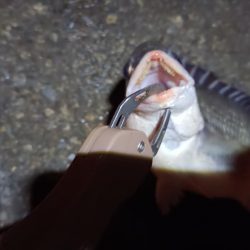 2023/06/11 南港ヘチ釣り釣行