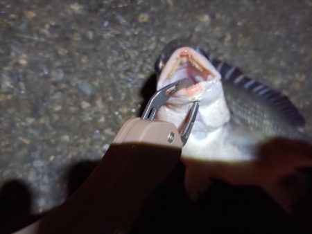 2023/06/11 南港ヘチ釣り釣行