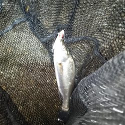 増水時はテトラ際狙いで