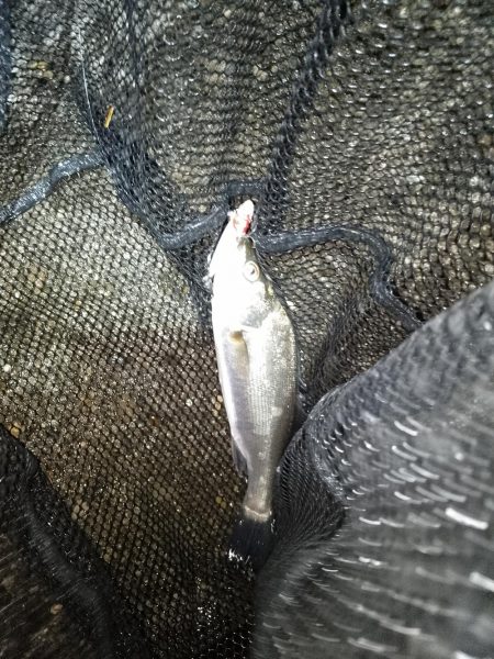 増水時はテトラ際狙いで