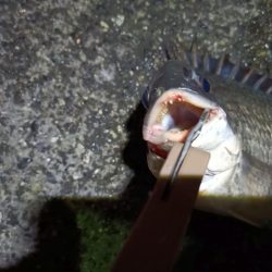 2023/06/12 南港ヘチ釣り釣行