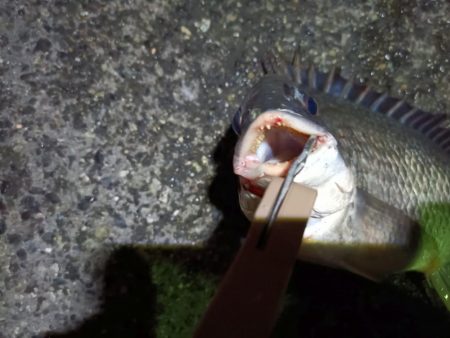 2023/06/12 南港ヘチ釣り釣行