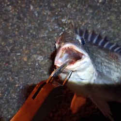 2023/06/13 南港ヘチ釣り釣行