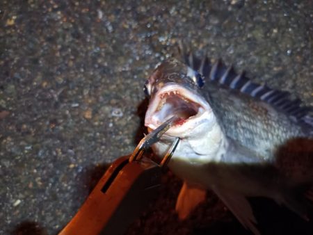 2023/06/13 南港ヘチ釣り釣行