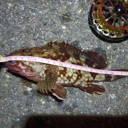 2023/06/16 南港ヘチ釣り釣行