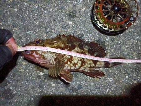 2023/06/16 南港ヘチ釣り釣行