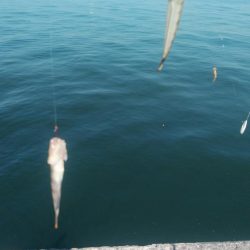 久しぶりの釣行