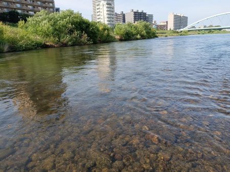 札幌市に流れている豊平川でヤマメが釣れる！！