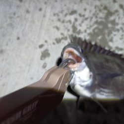 2023/06/19 南港ヘチ釣り釣行