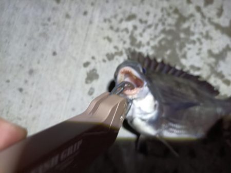 2023/06/19 南港ヘチ釣り釣行