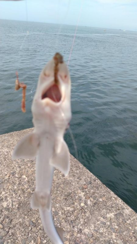 播磨新島のキス情報