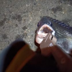 2023/06/20 南港ライトゲーム釣行