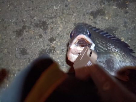 2023/06/20 南港ライトゲーム釣行