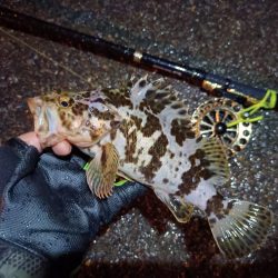 2023/06/22 南港ヘチ釣り釣行