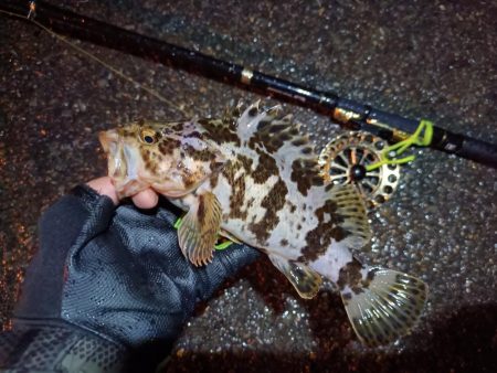 2023/06/22 南港ヘチ釣り釣行