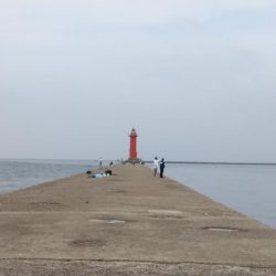 播磨新島のキス釣査