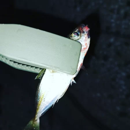 豆でも嬉しい釣果です