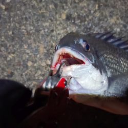 2023/06/23 南港ヘチ釣り釣行