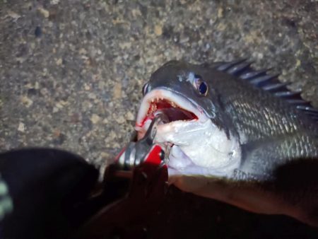 2023/06/23 南港ヘチ釣り釣行