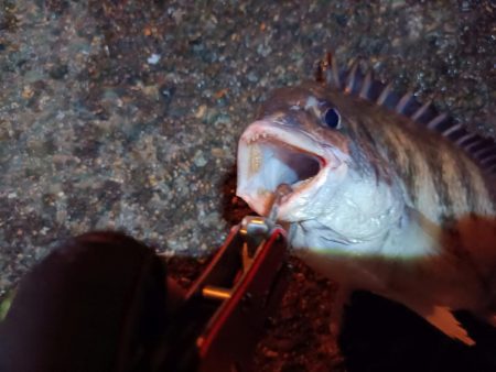 2023/06/25 南港ヘチ釣り釣行