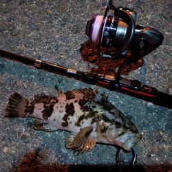 2023/06/26 南港ライトゲーム釣行