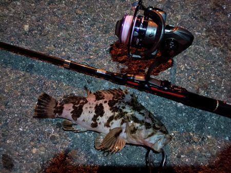 2023/06/26 南港ライトゲーム釣行…