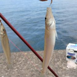 昼まで３時間のキス調査