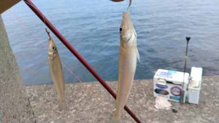 昼まで３時間のキス調査